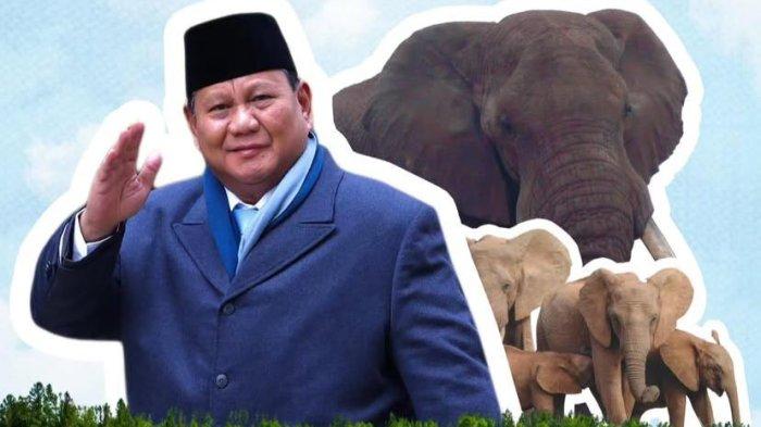 Prabowo Ajukan 20.000 Hektare Lahan untuk Lindungi Gajah